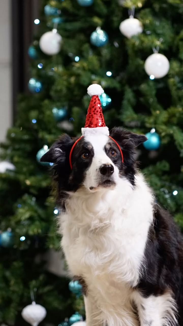 Had a blast taking some holiday pup portraits with the team last night. Thanks @meganjoannemeth for trusting me behind the camera. Happy we managed to get some good snaps for clients and friends. We definitely had lots of dog snuggles and laughs đśâ¨đ#dogportrait #dogloversclub #clientlove #pupportrait #vancouverrealestate #dogsofinstagram