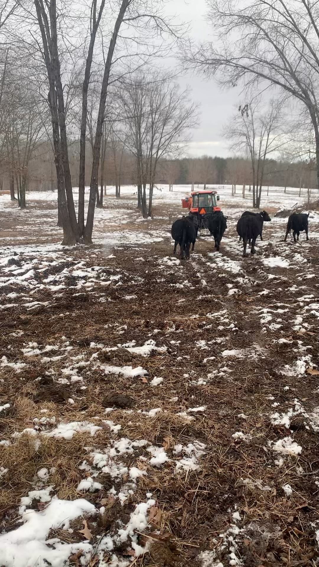 Little brewer’s spent grain action today.
#clintscattle #starrhillbrewery #twistedtrackbrewpub #oldsalembrewery #akaushi #beef #blackangus