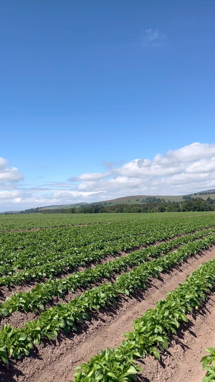 75% des Landes in Schottland kann für die Landwirtschaft genutzt werden, 25% für den Ackerbau. Angebaut werden hauptsächlich Getreide uuuund Kartoffeln! Here you go…