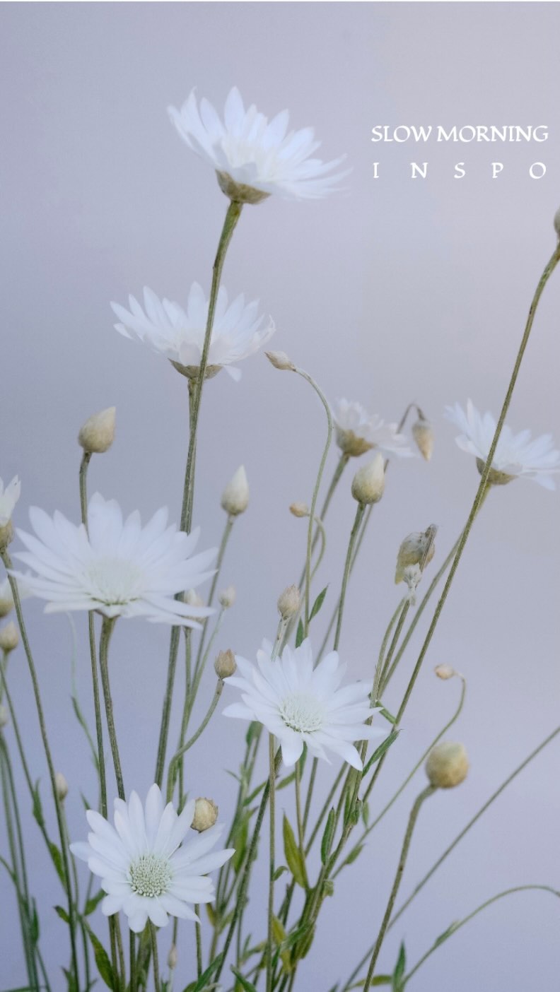 Hope you enjoy a slow morning with some rest, coffee, and doing things you love. Staring and admiring flowers’ beauty is my definition of slow living; it resets all my worries by gently reminding me there are always beauty and positive energies surrounding us. Happy Saturday, flower friends!