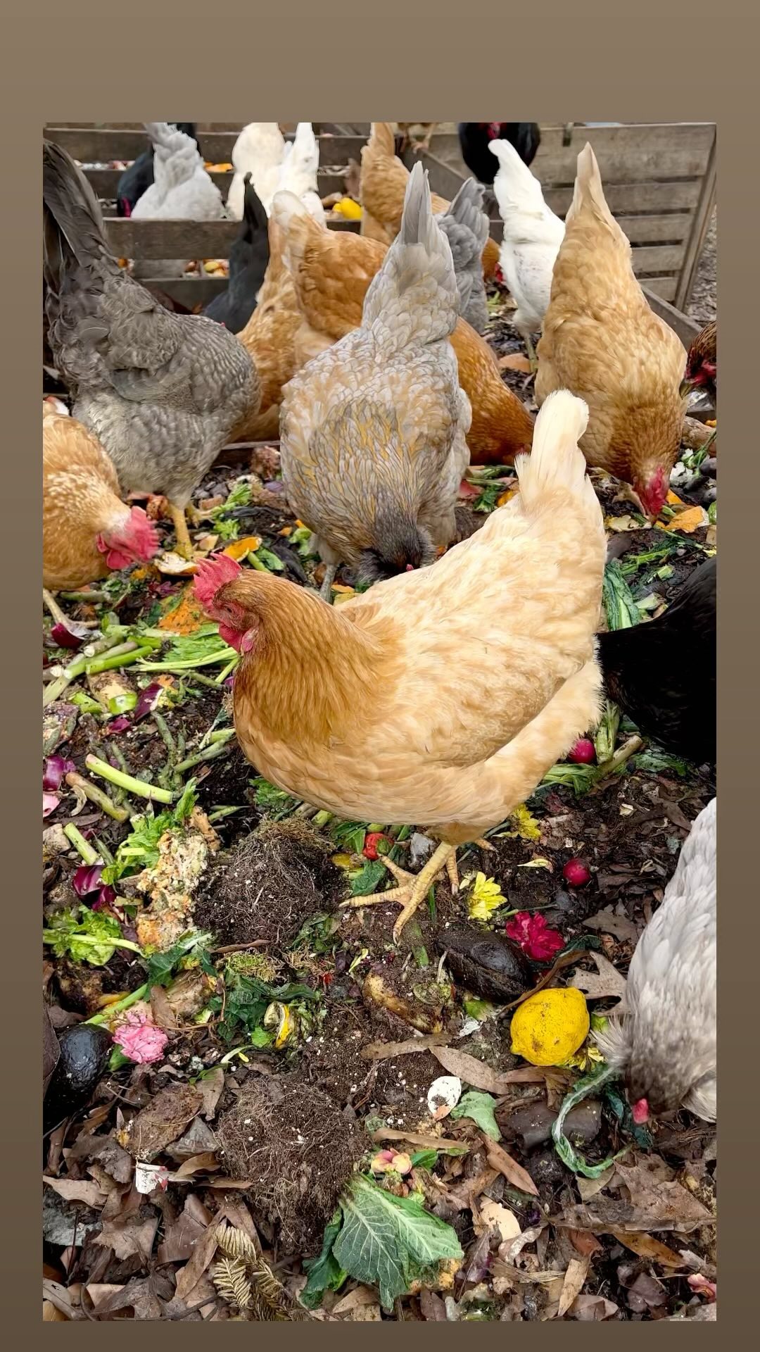 They’re really just party fowl 🎉🐓
#compostingwithchickens