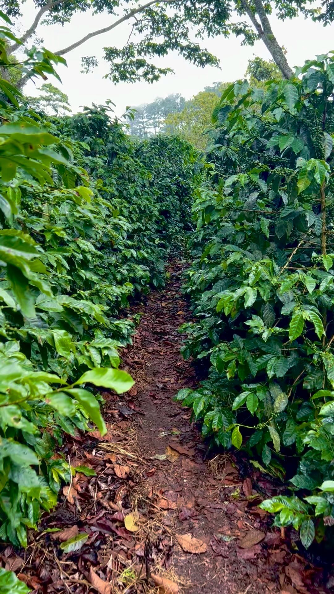 Caminata en el cafetal🍒☕️