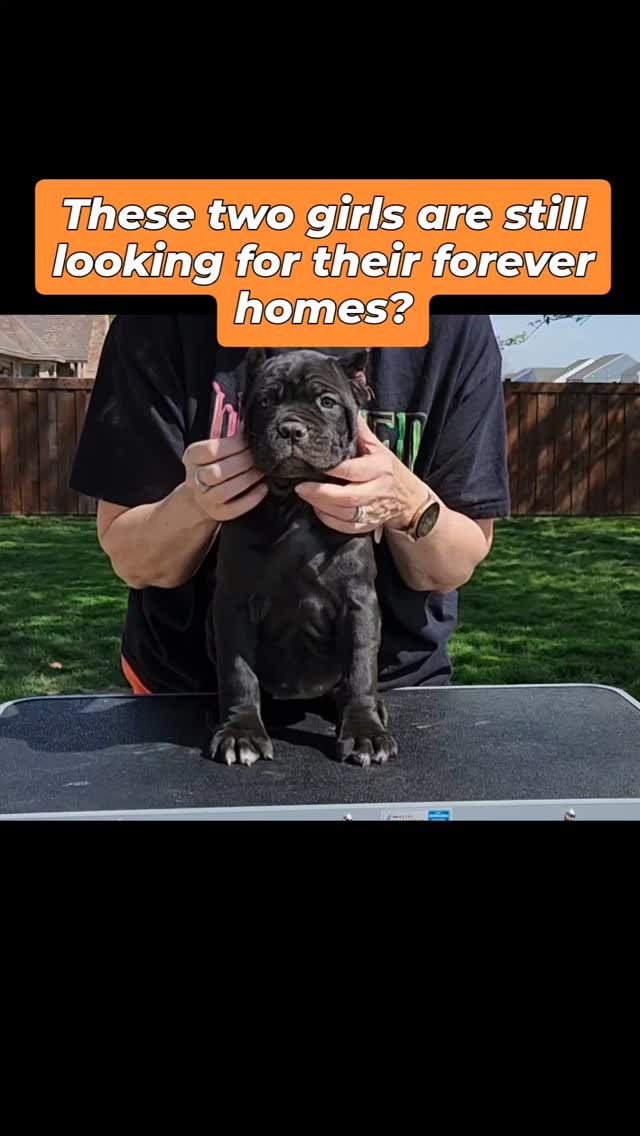 #canecorso #canecorsoofinstagram #canecorsofans #canecorsolife #canecorsolover #canecorsopuppy #canecorsoloversofinstagram #canecorsoitaliano #canecorsokennel #availablepuppies #canecorsopuppies #dogsofinstagram #rehoming #doglife #akcgrandchampion #dogoftheday #doggo #doggram #doggyeyes #cuteanimals #cutedogs #dogloversofinstagram #dogkennel #dogbreeder #akcshowdog #akcchampion #AKCshow #akcregisteredpuppies #availablepuppies
