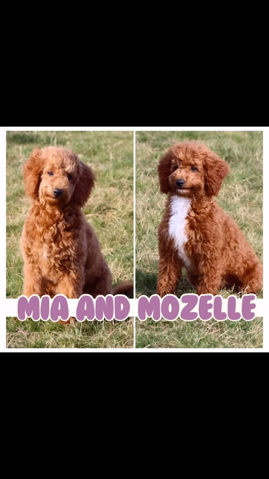 We are having a SUMMER SPECIAL for two very Special Girls! Mia and Mozelle are Mini Goldendoodles (10 months old) They hold a very special place in our hearts! They are house trained and crate trained, NON-SHEDDING , up to date on all shots and microchipped They are very well mannered and get along with other animals :) Right now we are offering $500 off the adoption fee for each of these girls if you are interested in meeting either Mia or Mozelle please Call or Text us at (574) 354-8783
#goldendoodlepuppies #minigoldendoodle #minigoldendoodlepuppiesforsale