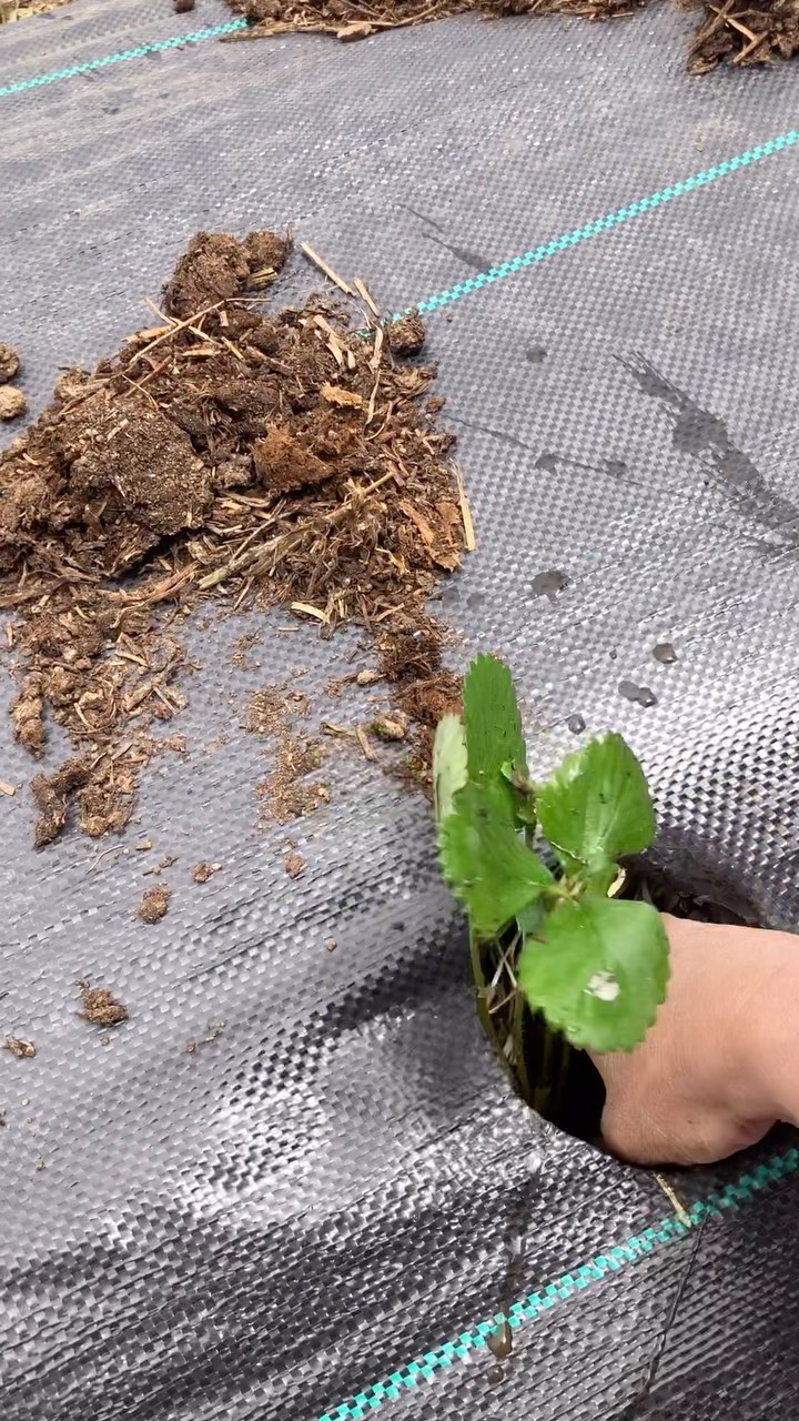 Finally planting strawberries! May was cold and wet, June I was married to my shovel building our front half acre into rows. 800 strawberry plants will fill 1/4 acre. The other 1/4 acre will be prepped to divide the plants next year.
The wonderful thing about strawberries is that they are perennial, so they come back every year, and that they thrive on being divided and replanted. We will grow our fields quickly for pick your own berries! The work I’m doing now will set us up for the future. My motivation to keep digging is my vision of families and kids enjoying our fields and the experience of picking berries on our beautiful land ❤️
#SustainableAgriculture #SupportLocalFarmers #CommunitySupported #SustainableFarming #FarmLife #NaturalLiving #PasturedMeat #GrassFed #EthicalFarming #RegenerativeAgriculture #SmallFarms #HealthySoil #CommunitySupportedAgriculture #SustainableHarvest
#Sustainability #LocallySourced #FreshProduce #EthicalFarming #GreenLiving #WomanOwned #FemaleFarmer #WomenInAg #bossbabe #womeninagriculture
