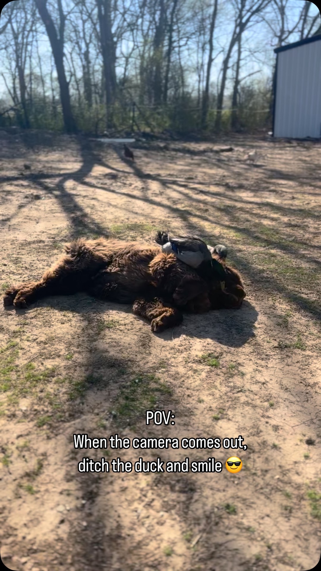 It’s the smile at the end for me. He was quite proud of himself 😂
#dog #duck #bestfriends #cheese