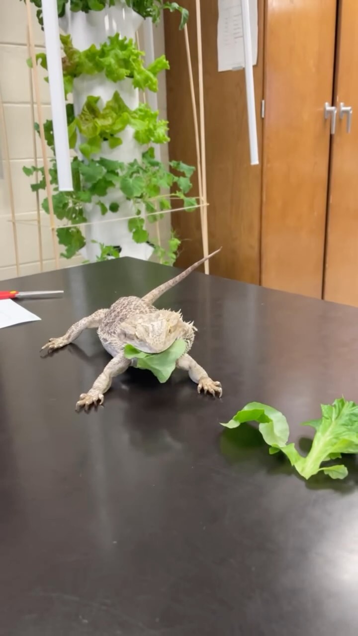Best fed lizard 🦎 eating Tower Garden greens. Thank you Port Jeff High School for the video!