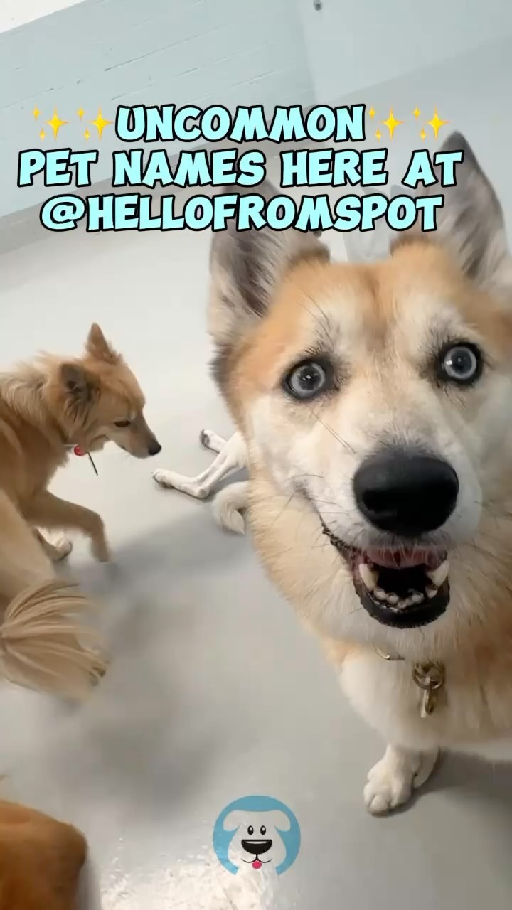 The most UNCOMMON names at SPOT! 🩵
.
.
.
#dubaidogs #dogsindubai #dubai #mydubai #dogs #nyc #hellofromspot #boarding #grooming #welovedogs #dogsofdubai #dubaidog #doggieboarding #doggiedaycare #doggieboarding #dogdaycare #dogdays #uaedogs #dxbdogs #everydayawesome #adoptdontshop #pethealth #petnutrition #happypup #dog