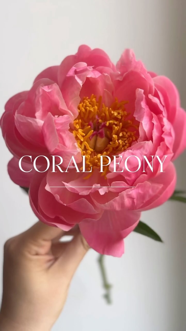 CORAL CHARM PEONY
One of our all time favourites for its beautiful layers of coral petals and bright yellow fluffy centre. The perfect unique bloom for spring palettes.
#CoralCharmPeonies #CoolFlowers #peonyseason