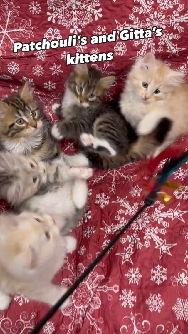 I have been meaning to post more but it’s been a challenging end and start of the year around here. These cuties have been so wonderful to have around: they have been bringing me so much joy! I can’t believe they are already almost 12 weeks and ready to go next week! Can’t wait for their new families to meet them 💝💝💝
#siberianskittens
#siberiancat
#siberiancats