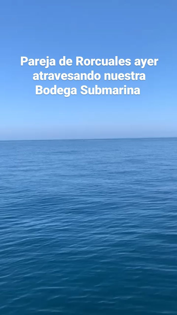 Vivimos y Trabajamos en un lugar de ensueño
Hoy han atravesado nuestra Bodega Submarina una pareja de Rorcuales de aproximadamente 27 metros de largo.
Qué preciosidad!!!
Viva nuestro Mar de Alborán y su grandísima Biodiversidad
#cetáceos #rorcual #mardealborán #estepona #escaramujowines #BodegaSubmarina #avistamientodecetaceos