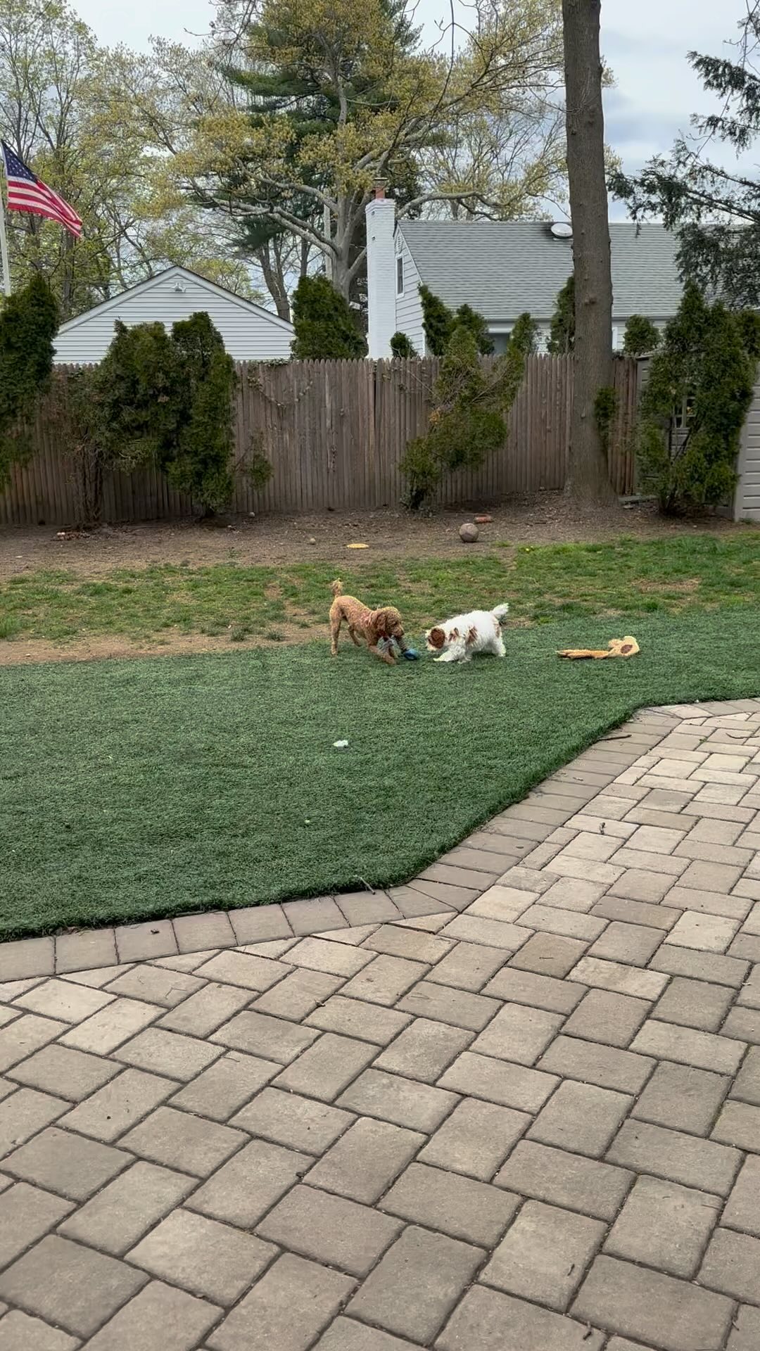 Willie and Rocco. BFFS #dogwalking #dogsofinstagram #dogwalker #doglover #dogstagram #petsitting #dogwalk #dogoftheday #doglovers #doglife #petsitter #instadog #doggydaycare #dogwalkerlife #fyp #dogwalkersofinstagram #dogboarding #dogwalkers #longislanddogs #dogsoflongisland #huntingtonny #greenlawnny #lidogs #thedogist #HGLfamily #petsittingservices
#thedogsoflongisland #longislanddogsofinstagram