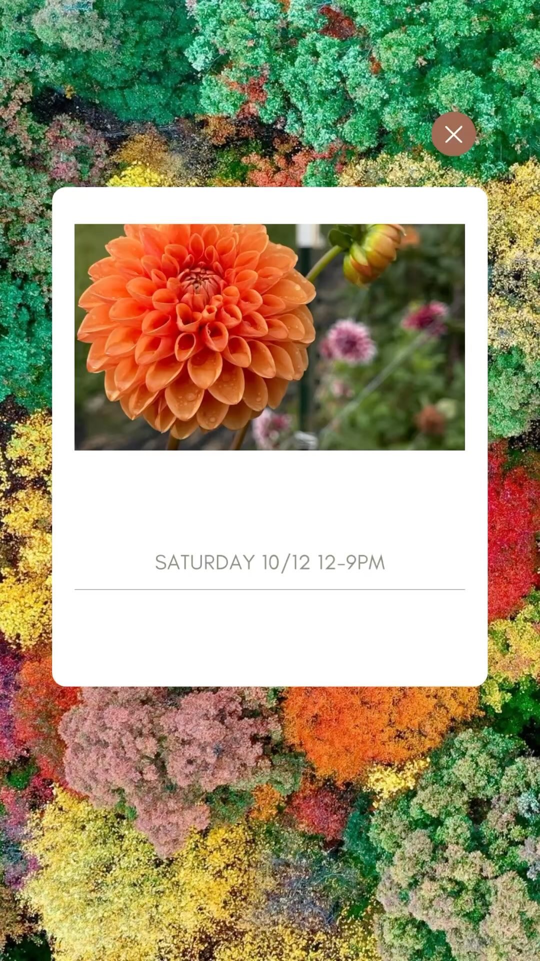 So pumped to bring our fall blooms to @mcclintockdistilling ās Hooch & Harvest festival!! Itās going to be a gorgeous fall day- come hang with us!
Come have some booze and grab a bouq!
I know Iām excited to try their new Husker bottled-in-bond straight Bourbon⦠whoās with me?
#Hooch #harvest #fall #festival #flowerfarm #smallfarm #blooms #flowers #flowerstagram #booze