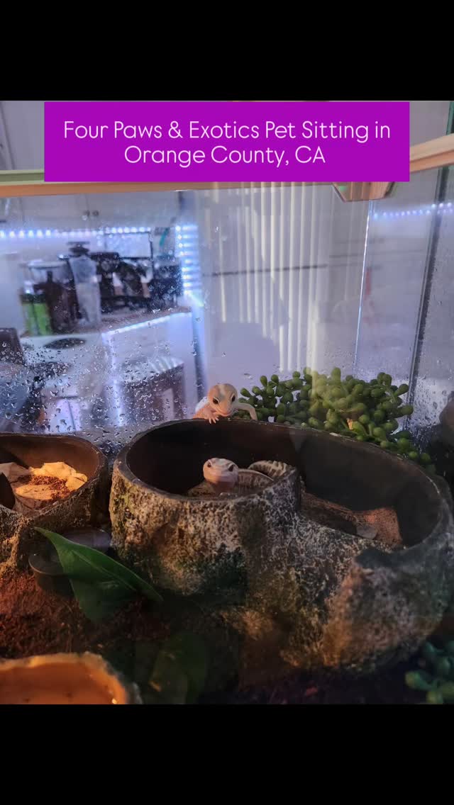 Meet the reptiles! Their owner went on vacation for 2 months and asked me to care for them and booked the 30-Minute Visit with two visits a week.
During each visit, I fed them, refreshed their water dishes, and cleaned their enclosures. They were fun and fascinating to care for.
Check out my website for more details on my in-home pet sitting and private dog walking services by visiting www.fourpawsandexotics.com. Contact me at (949) 510-3877 or info@fourpawsandexotics.com. #petsitting #orangecountypetsitter #petsitter #exoticpets #exoticreptiles