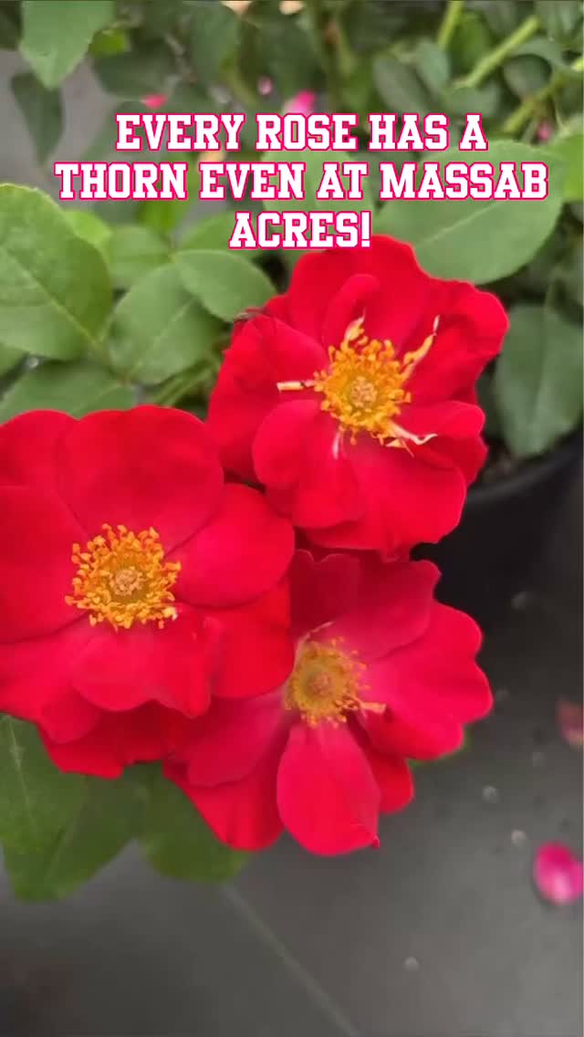Roses are blooming and it smells like heaven around here! 🌹✨
Add timeless beauty and fragrance to your yard with one of our stunning rose varieties.
DIY’er? We’ve got tips to help you grow strong, healthy blooms.
Stop in and let’s make your landscape smell as beautiful as it looks! 💐
#learnwithshayna #roselove #michigangardening #taylormi #greenhousefinds #diylandscaping #fragrantflowers #roselandscapeideas #familygreenhouse #supportlocalnurseries