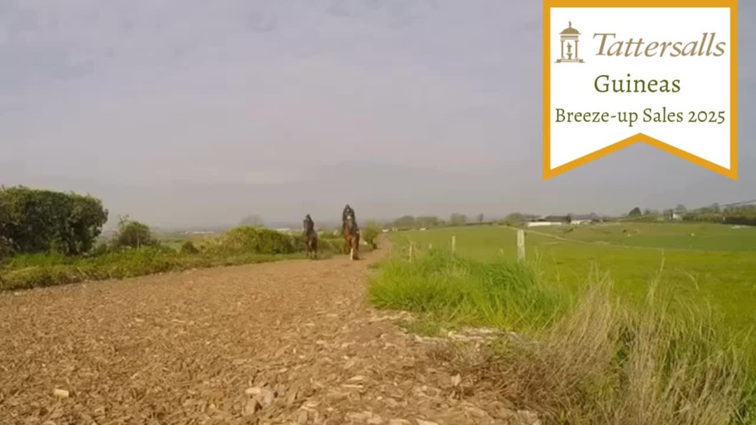 ⭕️Lot 340 for the @@tattersalls1766 Guineas Breeze-up an absolute cracker by overbury_stud's Ardad. Quick, agile and showing loads of ability with a cool calm disposition - one of our favorite prospects for sure! 🍀 BrzUps #guineasbreezeup
