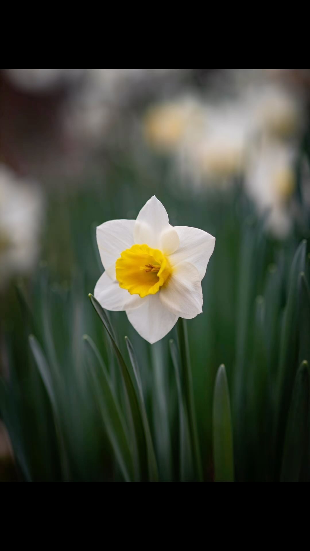 It’s daffodil season! 🌼
📷: RMS designs