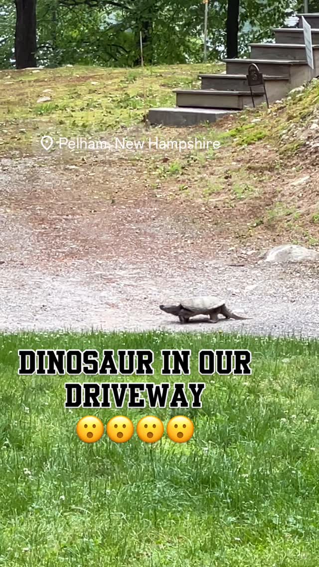 Look at the size of this snapper in our driveway