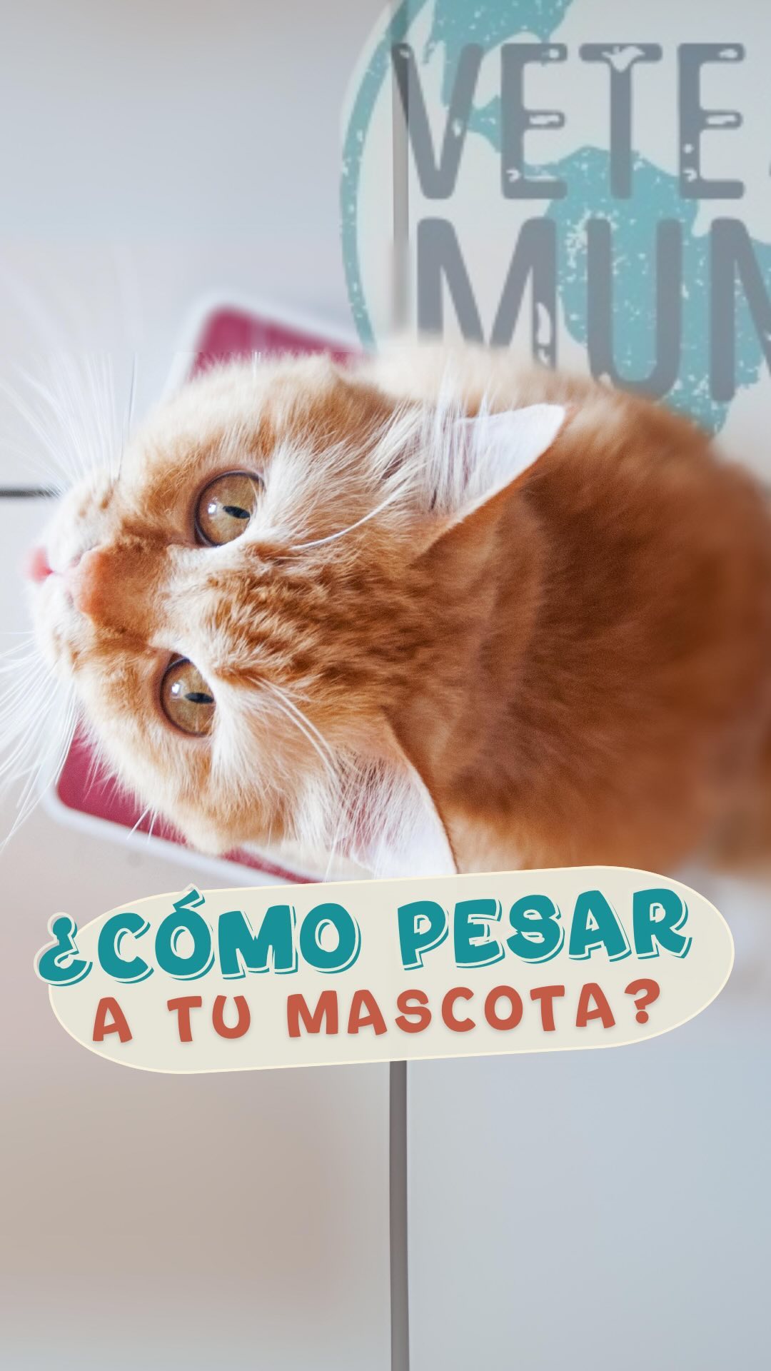 📏🐶 ¡Tip rápido para pesar a tu mascota en casa!
¿Sabías que para viajar con tu perro o gato te piden su peso y el de la transportadora? 🛫🌍 Si no tenés una balanza especial para mascotas, no te preocupes. ¡Hoy te enseño cómo hacerlo fácil y rápido desde casa!
✅Solo necesitás una balanza común de baño, seguir unos sencillos pasos y listo. ¡Vamos que te muestro! 👇
#VetePorElMundo #TipVeterinario #ViajarConMascotas #PesoDeMascota #CuidadosDeMascotas #VeterinarioOnline #perrosdeviaje #veterinarioporelmundo #españa