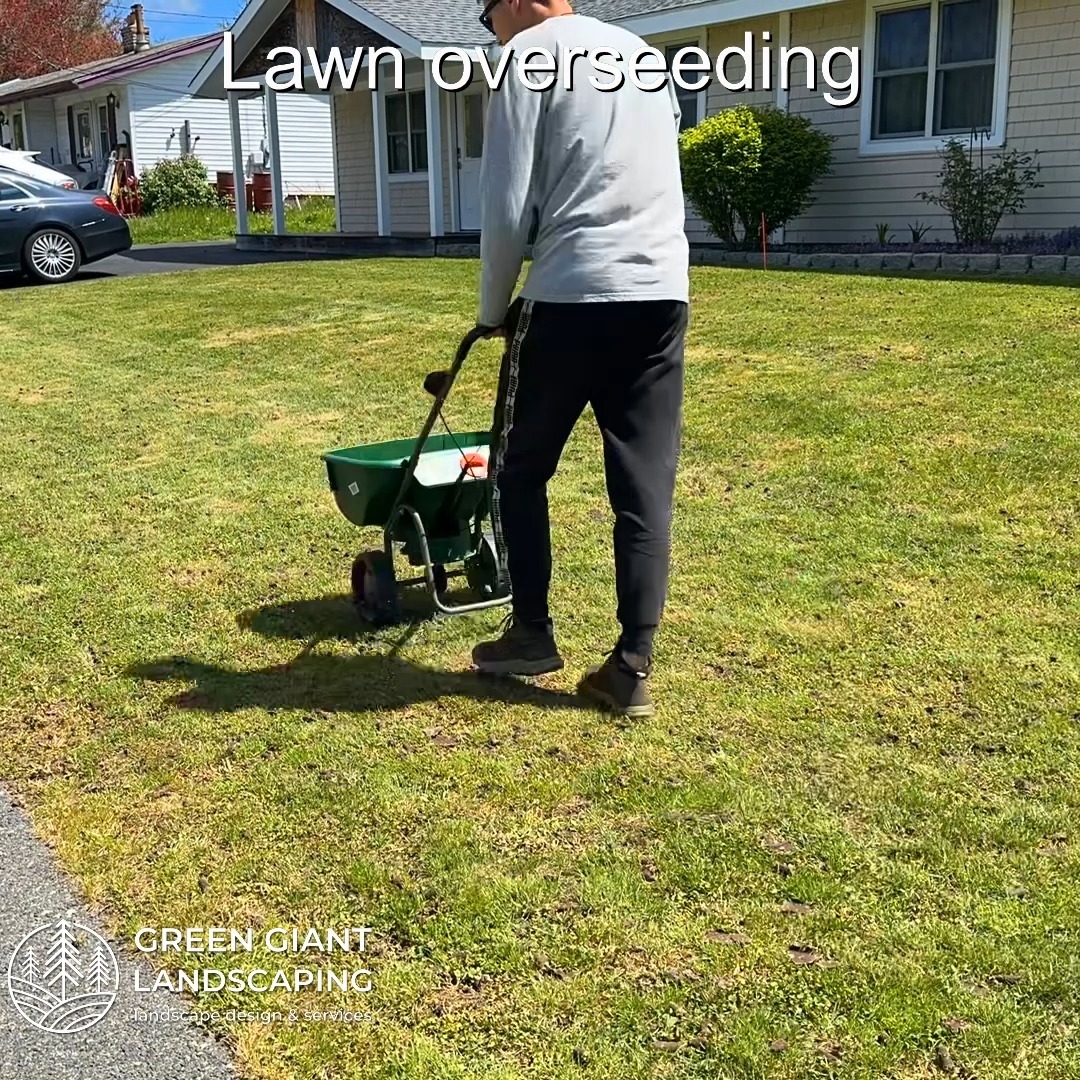 Lawn overseeding in progress.
Landscaping Southeastern, MA.
Call now for your free quote!
Plants installation
Tree and shrub care
Seasonal cleanups
Bobcat services
Old overgrown shrubs removal
Mulch installation
Garden maintenance
Professional Landscape Design.
https://www.greengiantlandscaping.com/
Phone:
+1 413-406-9094
#landscaping #landscapedesign #gardening #gardendesign #landscaper #landscapearchitecture #treeandshrubtrimming #mulch #Massachusetts #southshore #newton #boston #hingham #marshfield #scituate #NewtonMA #scituatema #milton #canton #wellesleyma #SpringCleaning #shrubtrimming #shrubcare #plantingseason #plantingtrees #plantingdesign #gardentransformation