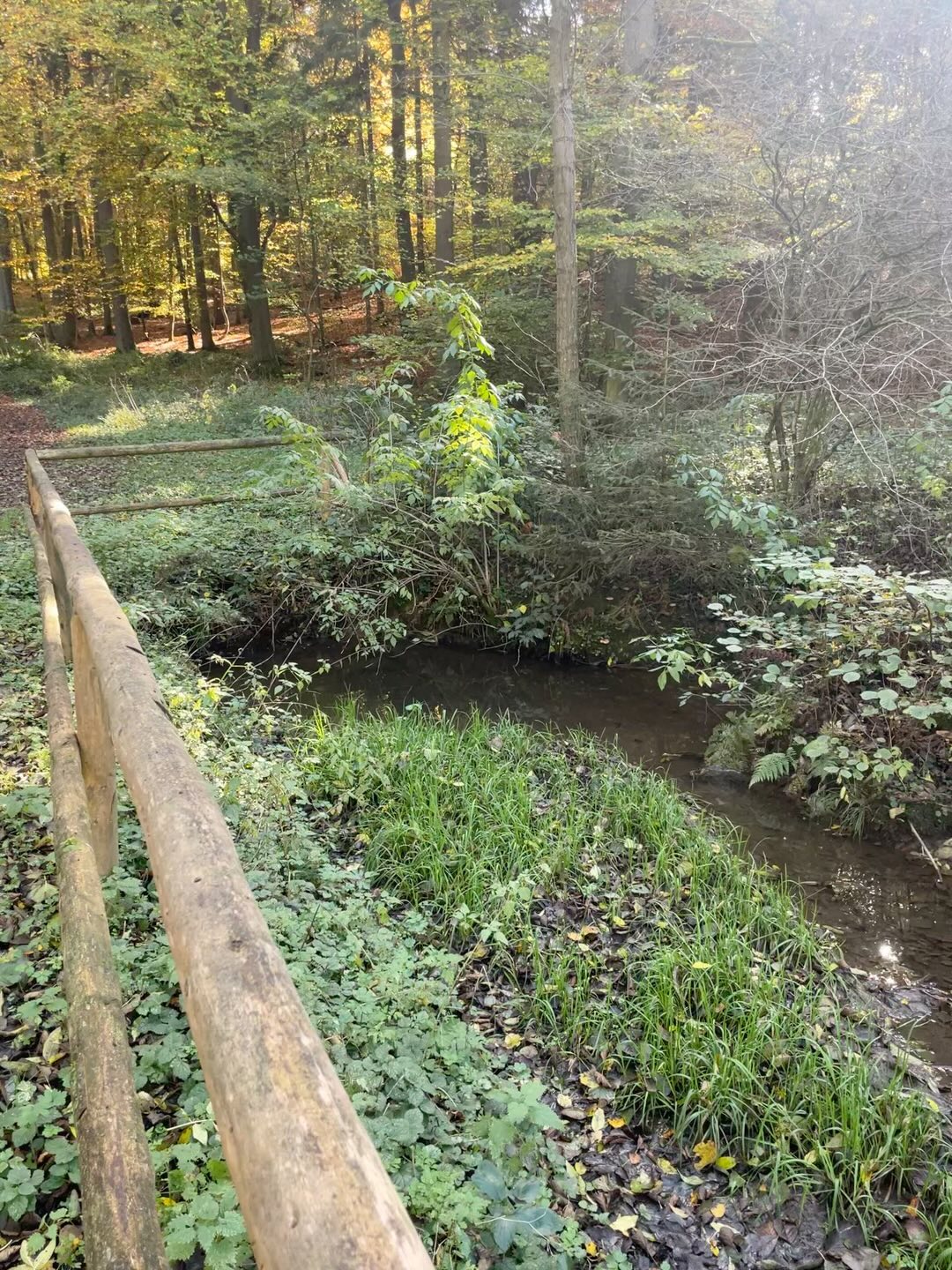 Hier ein kleines Video aus einem schönen Revier im Hunsrück. 🍀🦌🌳🐗
Freu mich schon auf die diesjährige Bewegungsjagd.
#hunsrück #waldliebe #rehwild #drückjagd #waldundwild #schwarzwild #naturliebe