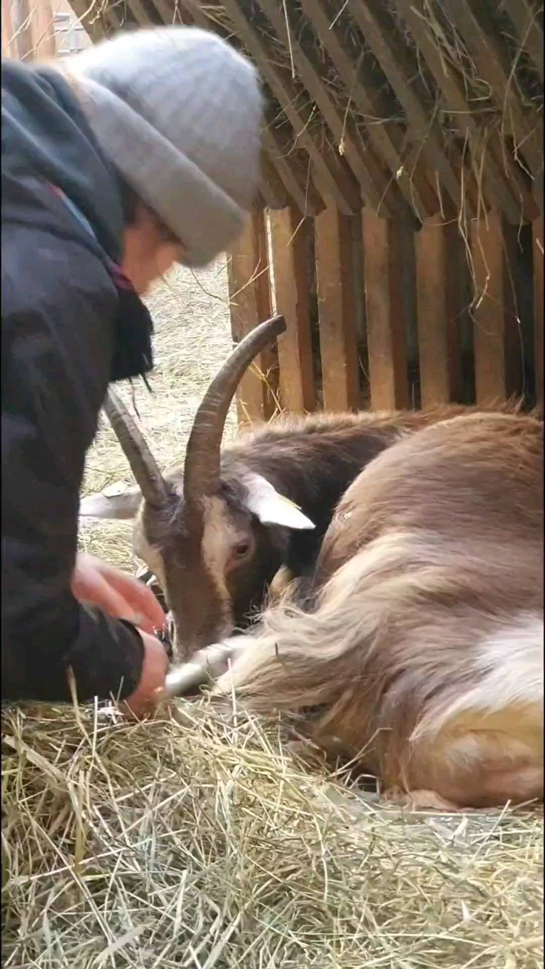 Paradise on Earth 💕
#givingbirth #breastfeeding #muttergebundenekitzaufzucht #geburtstag #geburt #bioland #ökologisch #Landwirtschaft #ziegenkäse #ziegenmilch #paradise #landwirtin #farmergirl #landwirtschaftistleidenschaft #sustainable #nachhaltigkeit #hofleben #farm #farmlife #lebenmitkindern #Kinder #cute #love #peace #2022 #landleben #goat