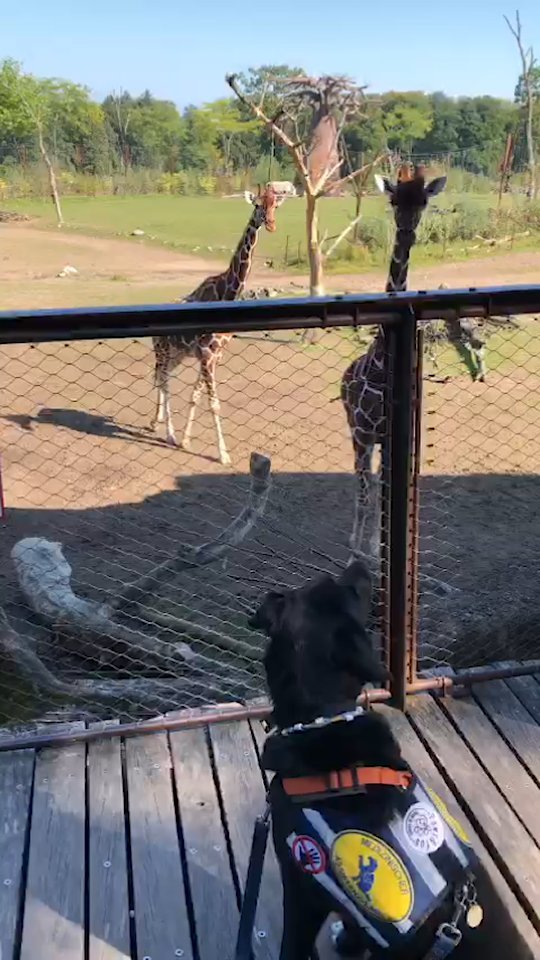 Geprüfter Assistenzhund "Yuri" 🐕🦺
#assistenzhundeverein #geprüfterassistenzhund #gemeinnützig #vereinfürhilfshunde #vereinpawsandyou #pawsandyou #assistenzhundeteam #assistenzhundeschweiz #zoo #assistenzhunde #zürich #schweiz