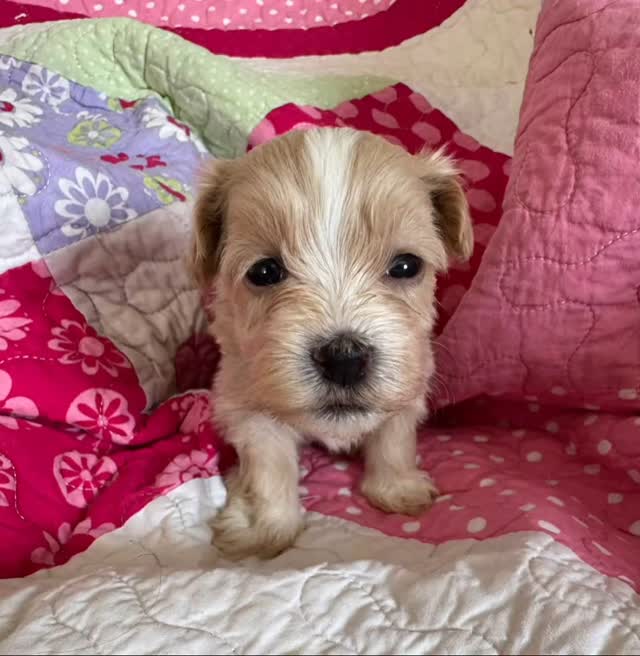 Soooo cute…..die süße boygroup.
##havaneselover #havanna #puppies #puppie #puppygram #puppielove #puppylife‘*. #welpenliebe #welpe #therapiehund #breeder #breeders
#breederlife #zucht
#niedersachsen#hannover#sehnde#züchterstolz
#stolzemami #zuchtmitherzundleidenschaft
#for#you#page#foryoupage#puppiesofinstagram#