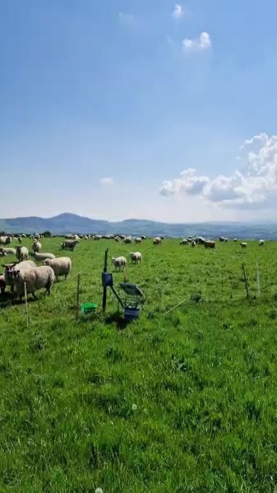 Sunday update.
Checking sheep and making silage...