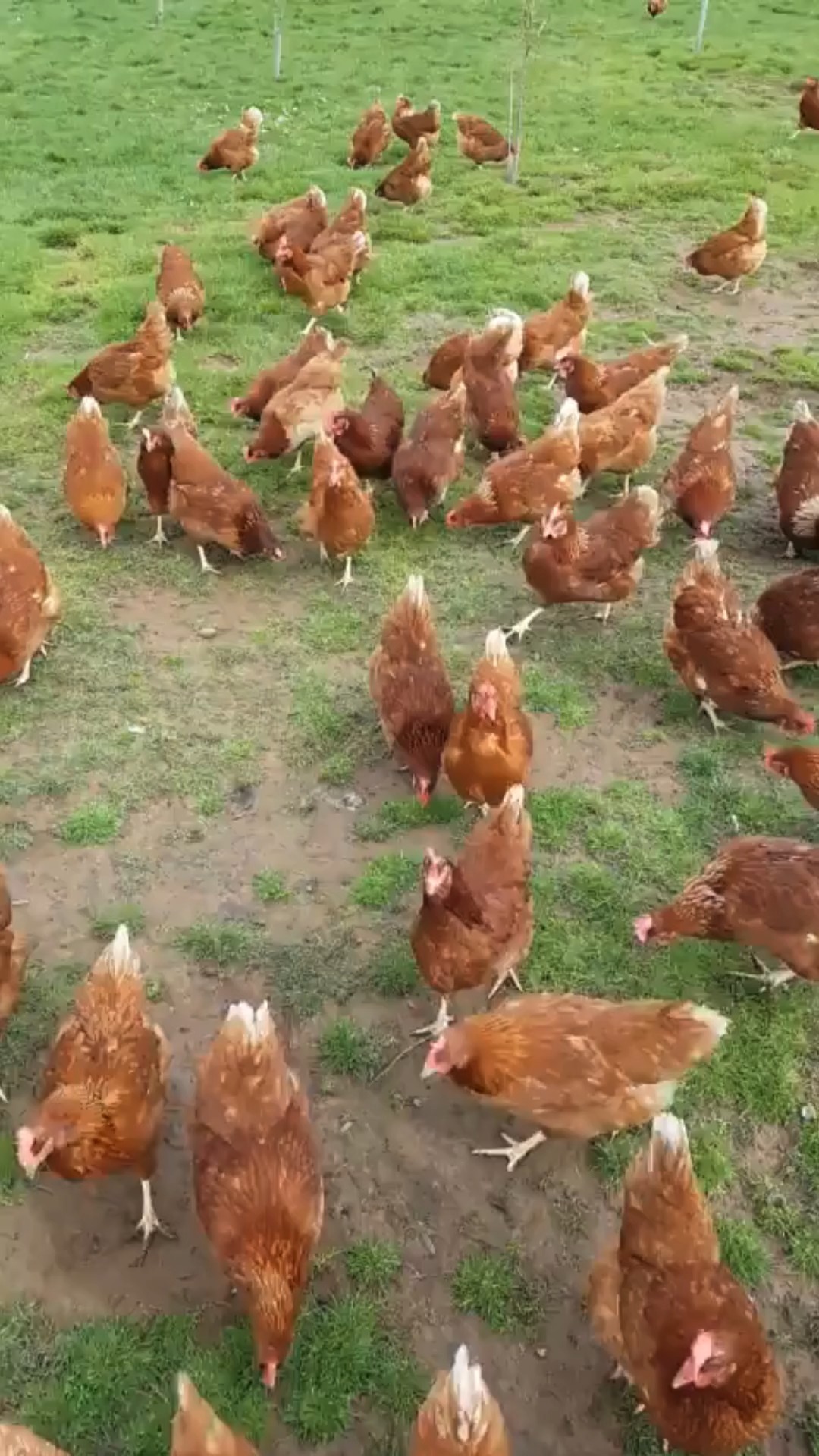 Have you ever considered what really makes our fresh free-range eggs different from supermarket eggs?
🍳 Freshness Matters: Our eggs are delivered quickly, ensuring unbeatable flavour and those rich, dark golden yolks you love. In contrast, supermarket eggs can sit on shelves for weeks, losing their taste, quality and nutritional value. Farm-fresh free-range eggs are generally regarded as higher quality because they spend less time between laying and consumption, resulting in a fresher taste and a higher quality egg, making it much easier to cook with.
🐔 Happy Hens = Better Eggs: Our hens have the freedom to roam in open fields, forage for a varied diet, and perch in trees, which leads to happier hens and better nutrition.
🚜 Supporting Local Farmers: When you choose our eggs, you’re supporting local farming and ethical practices. Together, we’re building a better food system for everyone
And there’s more! We also offer a variety of fresh fruit and vegetable boxes, hand-picked and delivered right to your door. With our flexible subscription service, it’s never been easier to enjoy fresh, high-quality food.
Ready to experience the difference? Head to the link in bio or comment 'Fresh Eggs' below to order your fresh eggs and produce today
We’d love to hear from you, share your favourite egg dishes in the comments below 👇
#SouthWalesFood #cardifffood #cardifffoodie #fresheggs