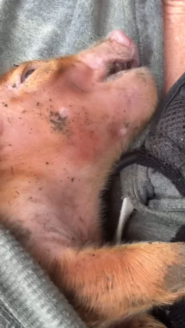 Saving a piglet 💖
#piglet #pig #piglets #farm #farmanimals #farmanimalsofinstagram #farmlife #farmlifeisthebestlife #homestead #homesteading #homesteader