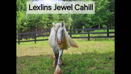 HF Jewel's Fluffy Tufts