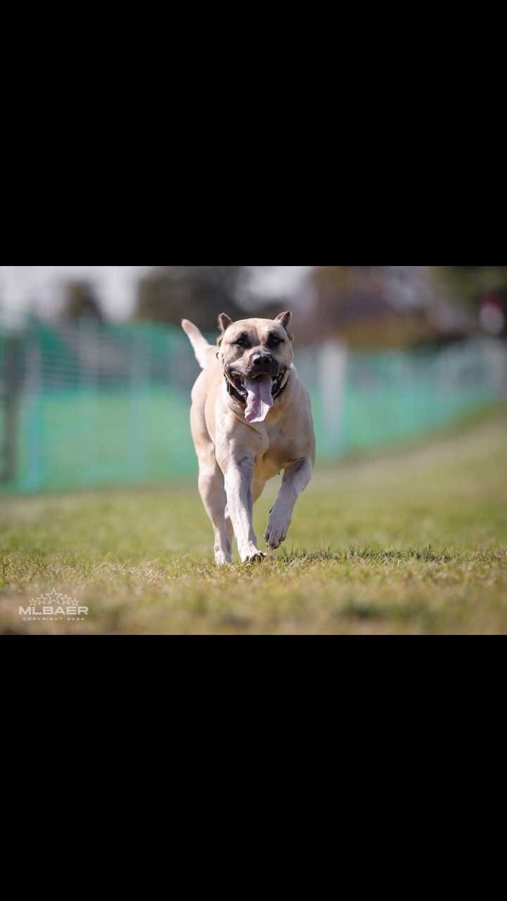 Nahla reppin NC at the FastCat Invitational! #NC #kingscourtkennel👑 #presacanario #akc #northcarolina
