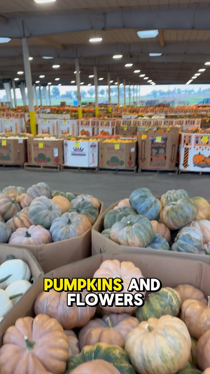 We love to give back to our clients. Every year we decorate our past client’s door steps with mums and pumpkins. You may not know where they come from, but let me tell you it is quite the experience procuring them.
Would love to drop one of these off to you next year, call me today for anything real estate related!
410-493-5499 📲
Noah Young 😁🏡