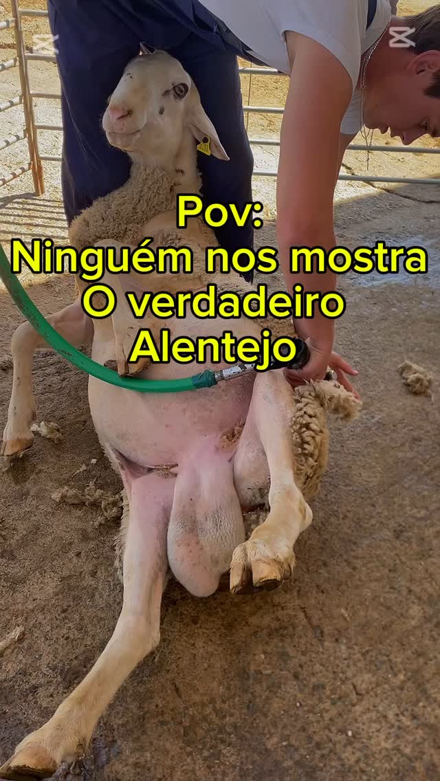 Conheça as nossas visitas guiadas em Mértola! Onde lhes mostramos o melhor que o Alentejo tem para oferecer ! ☀️🌾
#turismoalentejo #turismoportugal #visitmertola #alentejo #boat #rioguadiana #boattours #visitmértola