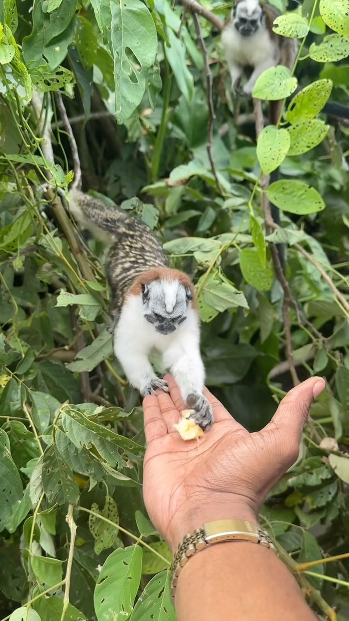 Travel to explore a more abundant life. 🐒🇵🇦🧳
#pjt #princessj #bookpjt #panama #centralamerica #monkey #petmonkey #feedingmonkeys #explore #wanderlust #wanderlusting #wheretonext #blackmentravel #travelnoire #travelphotography #travelgram #chicago #luxurytravel #luxurytraveller #chicagotravelagent #chicagotravel
