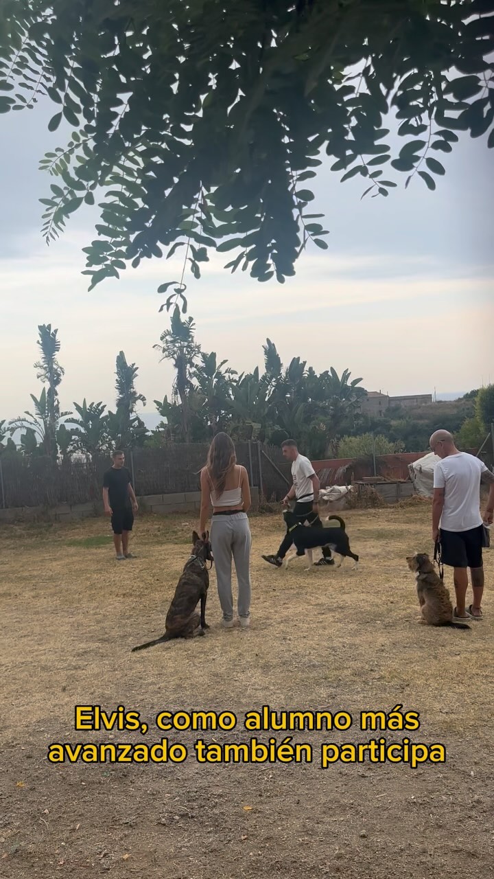 Hoy tuvimos una sesión grupal con Mao, Elvis y Anibal. 🐾
Mao y Elvis, dos perros reactivos, están trabajando para mejorar su comportamiento, mientras que Anibal, un perro de un año sin problemas de conducta, está practicando la obediencia junto a ellos.
Aunque nuestras clases son individuales, a veces nos reunimos para hacer clases en grupo y aprovechar la interacción entre los perros.
¡Estamos muy orgullosos de su progreso!💪🏼🥰
~
#dogtraining #adiestramientocanino #educacioncanina #modificaciondeconducta #obedienciacanina