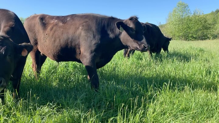 What a privilege it is to raise these animals and farm on this beautiful land. Protecting and preserving our farm land, environment and soil is a top priority here at Providence. The efforts and changes we implement today affects our future farmers. Here’s to taking care of this remarkable planet. Happy Earth Day!☀️🌏💚
•
#earthday #sustainableagriculture #protectourfarmland #fifthgeneration #soilpreservation #landmanagement #americanwagyubeef #pastureraised