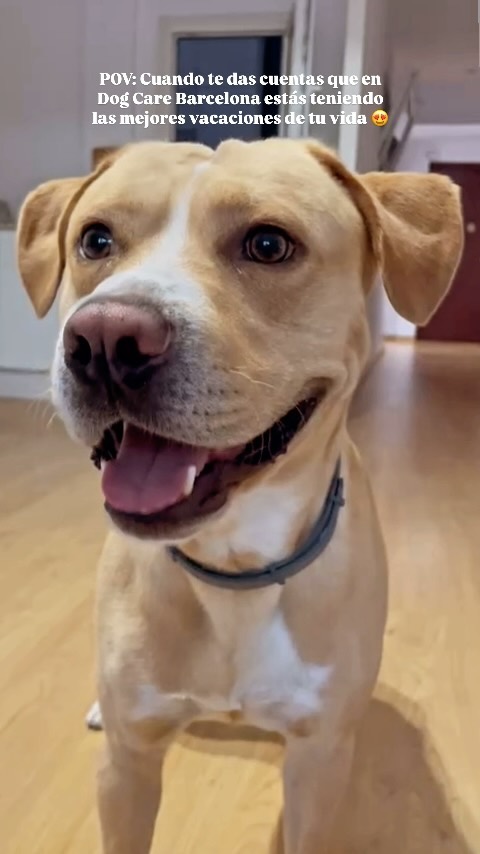 La cara de Conan lo dice todo 😍🐶
#dogcarebarcelona #petsitter #dogslovers #dogsitting #cuidadodeperros #alojamientocanino #vacacionesdeverano #guarderiacanina