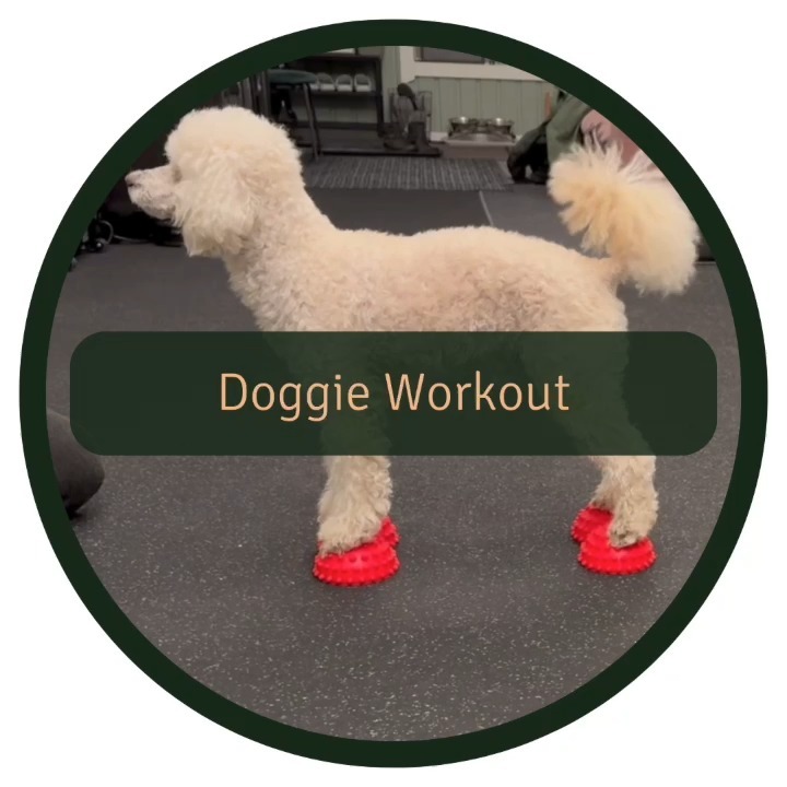 (Disclaimer: This video is for general inspiration only. Do not attempt without first consulting a veterinarian and/or a licensed dog physiotherapist to assess your dog's suitability).
🙏 A massive thank you to Camilla at @svansibalans for an awesome session! We had fun, learned a lot and got a new physical routine to do at home a few times a week.
🙌 HIGHLY recommend scheduling a checkup with Camilla, even if your dog hasn't shown any changes in their movement patterns.
Benefits of Physiotherapy 👉 Beyond aiding recovery, it's an exceptional preventive tool. Regular physiotherapy exercises are essential for maintaining your dog’s overall well-being and ensuring they stay a step ahead in health.
Benefits of Balance Training 👉 Balance exercises are an excellent way to strengthen muscles, improve coordination, and enhance focus. They're also great for boosting your dog’s confidence.
Last but definitely not least 👉 Engaging in activities with your dog is not only fun but also fosters a strong bond 🙌🐾
#PhysiotherapyForDogs #ConfidenceBuilding #PreventiveHealth #BalanceTraining #DogWellness