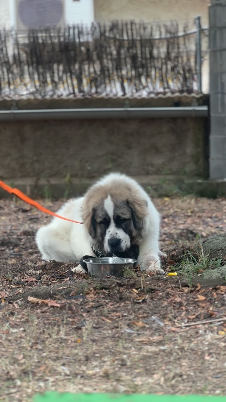 ¡Hola a todos! 😊
¿Os acordáis de Elbrus? Hoy hemos tenido nuestra segunda sesión. Junto a este grandullón y su guía, Felipe, hemos comenzado a trabajar en la obediencia básica y el manejo, así como en la reactividad hacia personas y otros perros. 🐕
En esta sesión, hemos empezado a abordar la reactividad, que es la respuesta exagerada del perro ante ciertos estímulos. Estamos utilizando técnicas de desensibilización y redirección de atención, trabajando a una distancia controlada y reforzando su comportamiento positivo para que Elbrus pueda enfrentar estos estímulos de manera más calmada y equilibrada. 🐾
~
#dogtraining #educacioncanina #adiestradorcanino #modificaciondeconducta #obedienciacanina #pastordelcaucaso