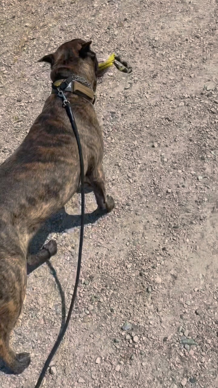 Klutch Ur Pearls De La Fundacion K9
We put in some solid conditioning with the pup this weekend! Almost 4 miles combined hiking and biking! Gotta keep this one lean and mean #kingscourtkennel👑 #PresaCanario #bikejoring #fitdogs