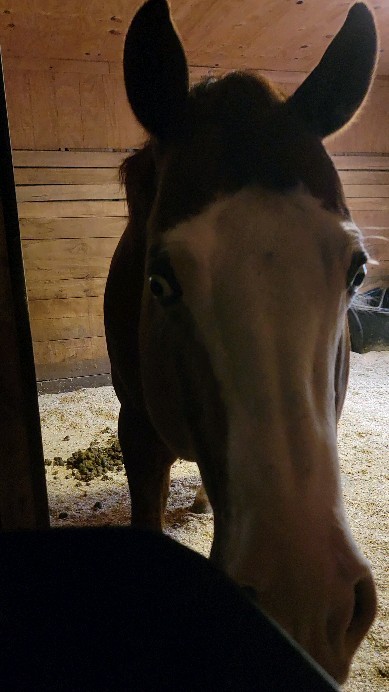 The best boys deserve yummy treats!
.
@santahillranchbreedingbarn @santahillranch @nrhareining Santa Hill Ranch - Breeding Facility Santa Hill Ranch
.
#hudsonvalley #hudsonvalleyny #santahillranch #hall #barnlife #thekidsgottagun #stallion #nrha #reining #reininghorse #slideofyourlife #horse #horseriding #equestrianlife #equestrian #reininglife #horsebreeding #stallionhorse #champion #reiningstallion #portrait #horselife #breederlife #headshot #halter #reininglife