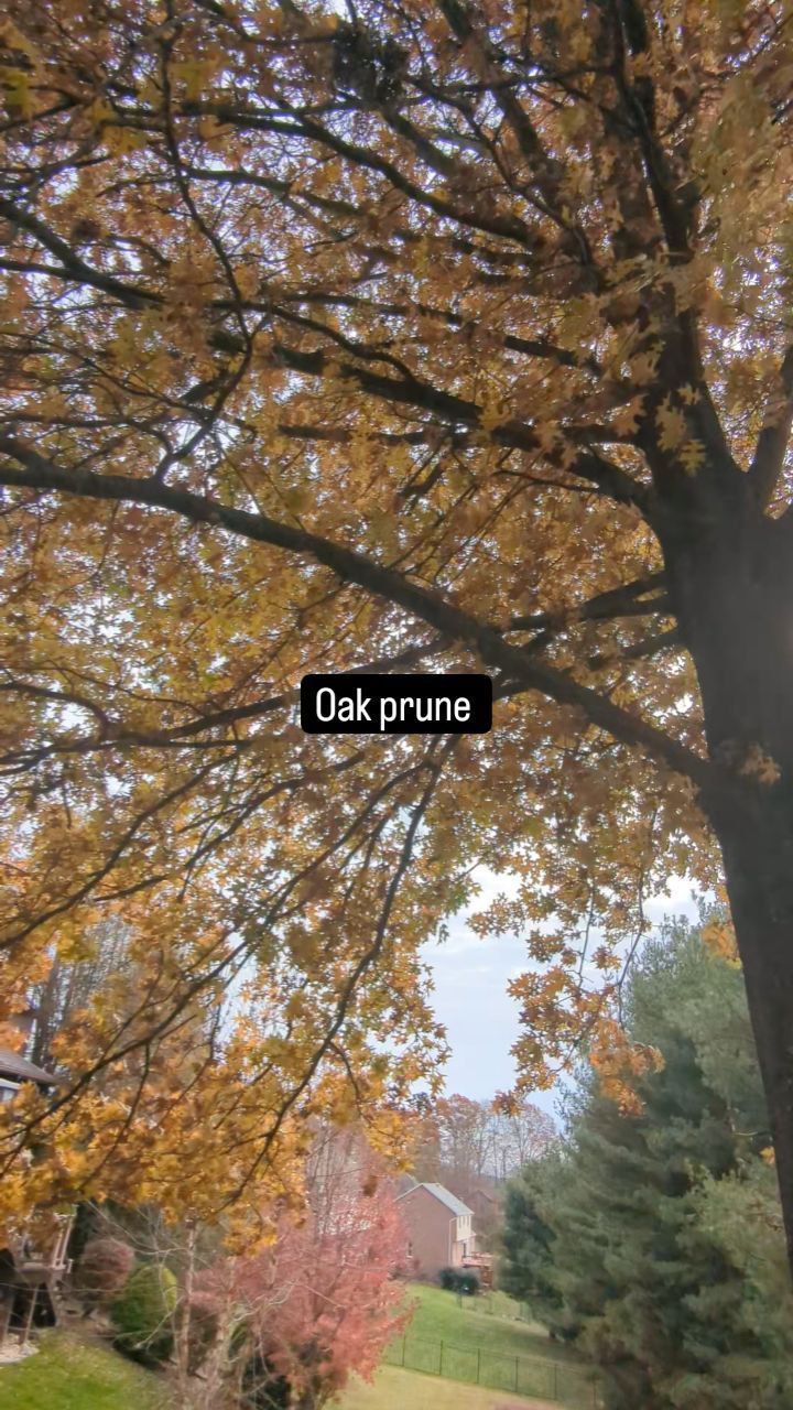 It is a great time of year to have your trees pruned. This is another beautiful oak tree we were fortunate enough to prune. #treeservice #treeservice #arborist #arboristsofinstagram