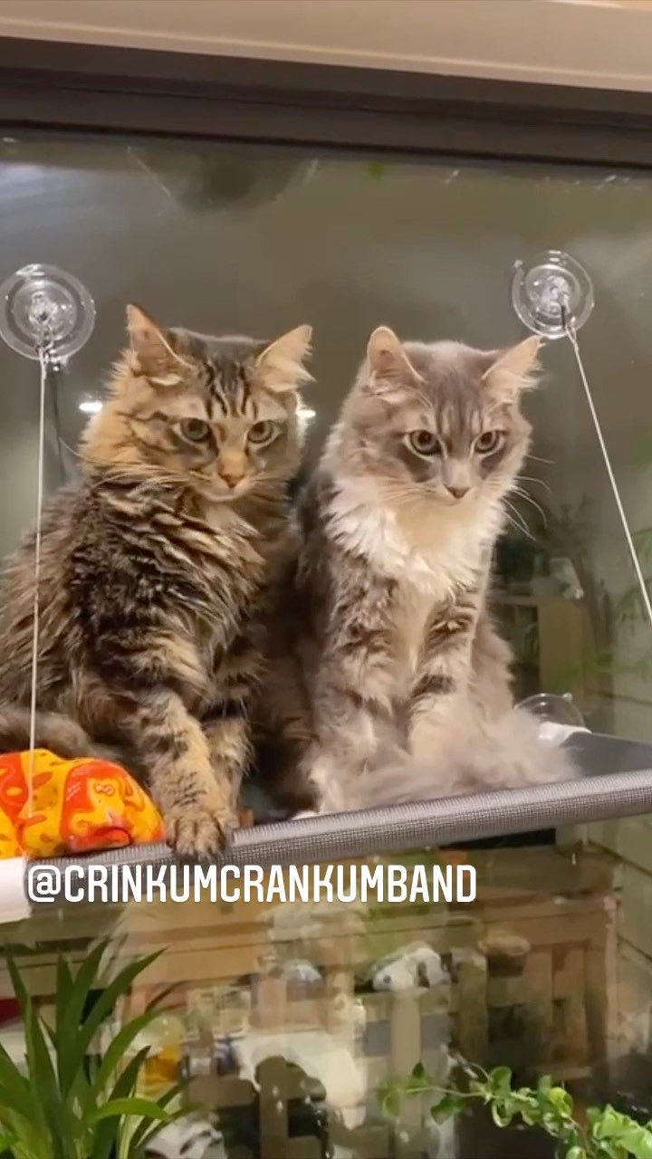 Have you checked out our gear review? These 2 have... @youtube link in bio #catreacts @catsonamps @catsdoingthings @dvmarkamps