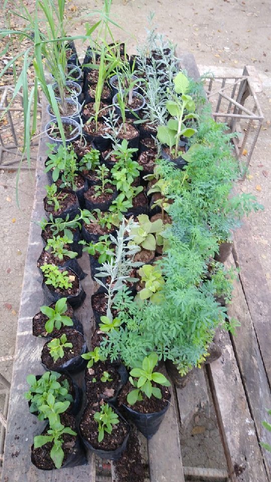 PRODUCCIÓN Y USO DEL COMPOST, CUIDADO DEL SUELO Y ABONOS ORGÁNICOS.
Resumen de la semana en los huertos agroecológicos en el Parque Mamey, Picoazá, Florón, Colón.
#FAO
#FUNDES
#AgriculturaFamiliarCampesina
#HuertosAgroecológicos
#HuertosUrbanos
#AlimentaciónSaludable
#SeguridadAlimentaria
#CampesinosDeCiudad