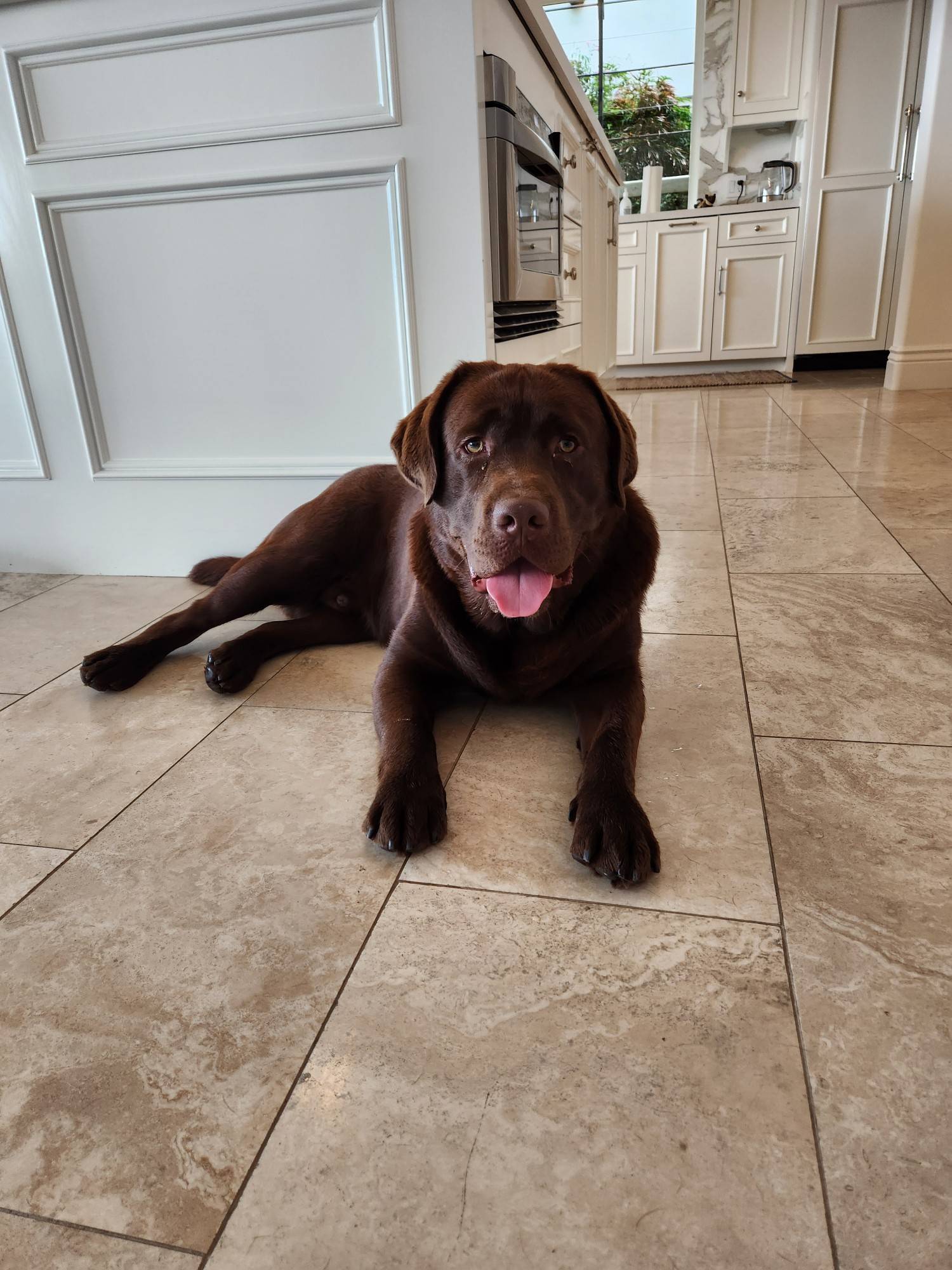 Meet Archie again! His owner went out of town for a few days and asked me to care for Archie and booked the Full-Day Visit with Overnight Stay.
Archie is a young pup that is full of energy, and it was important that I kept him busy and engaged. During my visits, we went on 4 walks a day, played fetch, and hung out in the backyard.
Check out the website for more information on my in-home pet sitting and private dog walking services by visiting www.fourpawsandexotics.com. Contact me at (949) 510-3877 or info@fourpawsandexotics.com. #petsitting #dogwalking #petsitter #orangecountypetsitter