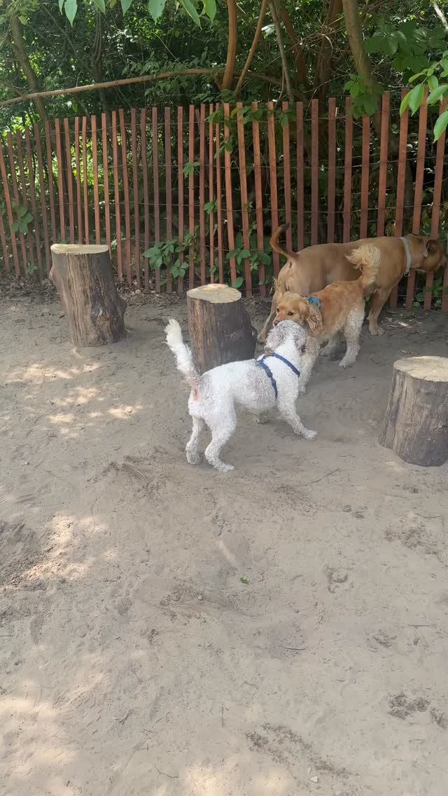 Nice day with the crew! Happy dogs!