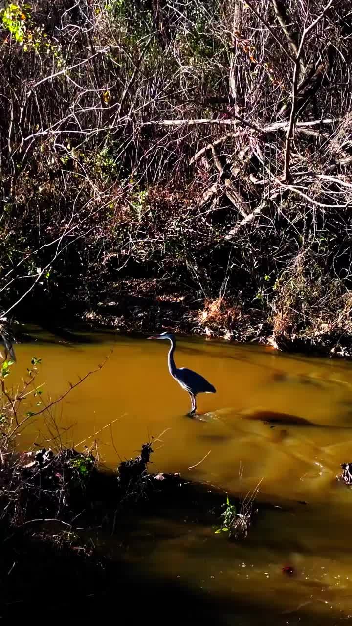 River Day
#heron #crane #rivannariver #naturephotography #birdwatching #videography #aerialvideography #dronepilot #djidrones #adobe #premierepro