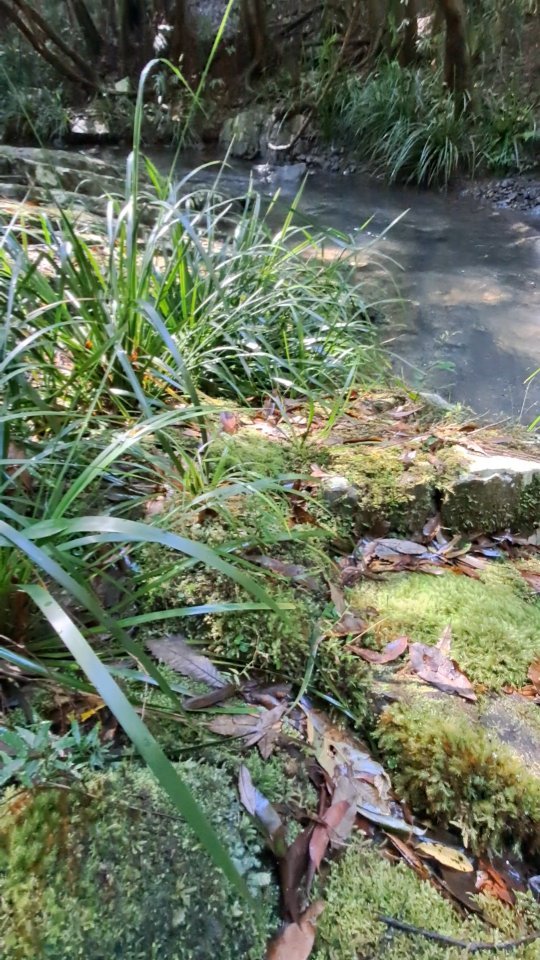 WATER ELEMENTS ~ Take a breath with me here....
Surrender it all to the water now 💚
Water is the amniotic fluid, where all the collective unconscious resides.
Water reflects our emotional nature. Under its surface, it can hide deep-seated fears. At the same time, it can be a tremendous source of strength and determination.
In the Amazonian Arts, the element of water is ally to the Protectess, the Banshee and Merciful One Warrioresses 🔱
As Protectress Clan Mother, I remember all the ancestors who have tended to these waters before me and I do this work in honour of all my relations....
I pray to the water, surrendering my fears and tears. I feel my Clan surrounding me; supporting me. I hear them whisper....
I am loved.
I am safe.
I am held.
Mitakuye Oyasin 💓🙏
#allmyrelations
#waterelemental #amazonianarts13
#thewayofthewarrioress
#shamanicpathway
#followtheblackunicorn